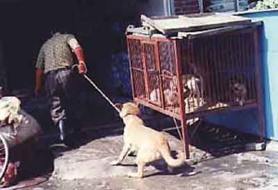 DOG MEAT